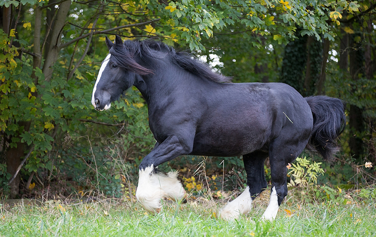 Самые большие лошади мира: как появились добродушные великаны шайры